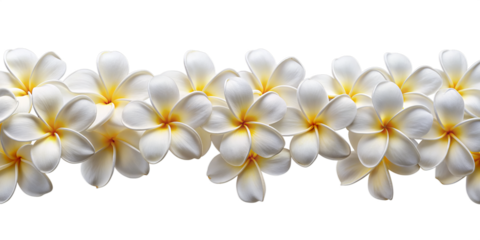 Hawaii Long Seamless Garland of Pastel Frangipani Flowers, isolated on white transparent background, png element. Plumeria seamless long border