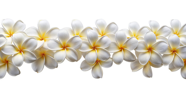 Hawaii Long Seamless Garland of Pastel Frangipani Flowers, isolated on white transparent background, png element. Plumeria seamless long border
