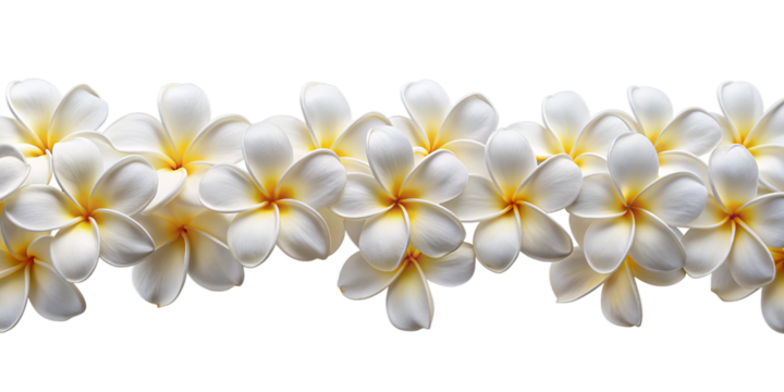 Hawaii Long Seamless Garland of Pastel Frangipani Flowers, isolated on white transparent background, png element. Plumeria seamless long border
