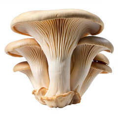 Fototapeta premium Mushroom Pleurotus Eryngii Cluster Isolated on White Transparent Background, PNG Element. King oyster mushrooms