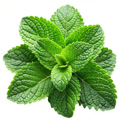 Fresh Green Mint Leaves Isolated on White Transparent Background, PNG Element. Top view