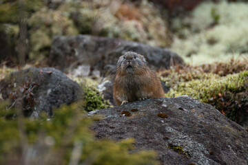 エゾナキウサギ