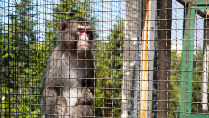 A macaque behind bars in a zoo cage, gazing at the world with sadness in its eyes, embodying loneliness.