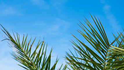 Tropical palms sway against a clear blue sky
