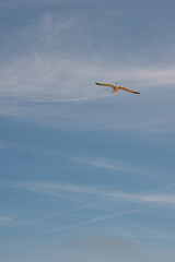 Seagull in flight on a blue sky. 