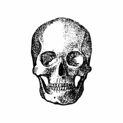 Human Skull Skeleton on White Background