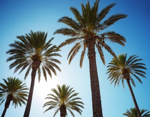 A row of palm trees are in the sky with a blue sky in the background