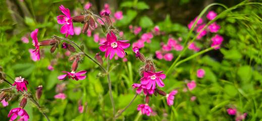 Red campion (Silene dioica), red catchfly, wild plant, flower meadow, panorama