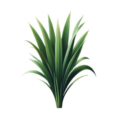 Acorus isolated on transparent background