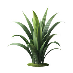 Acorus isolated on transparent background