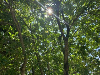 光差す太陽と緑豊かな木