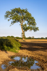 A newly ploughed field in Sussex on a sunny spring evening