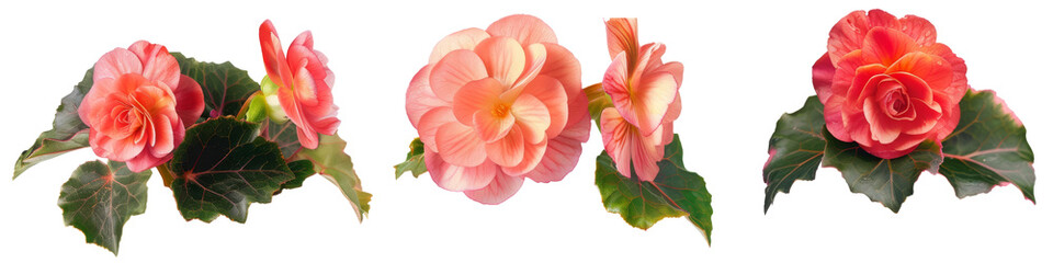 Fototapeta premium Bright red and yellow Begonia