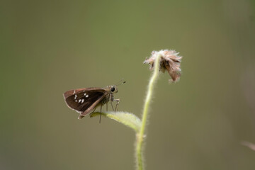 Caltoris canaraica, the Kanara swift, is a butterfly belonging to the family Hesperiidae