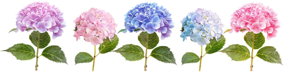 Isolated pink and purple Hydrangea flowers on a white background, with leaves and stems, showcasing the beauty of nature in a botanical garden