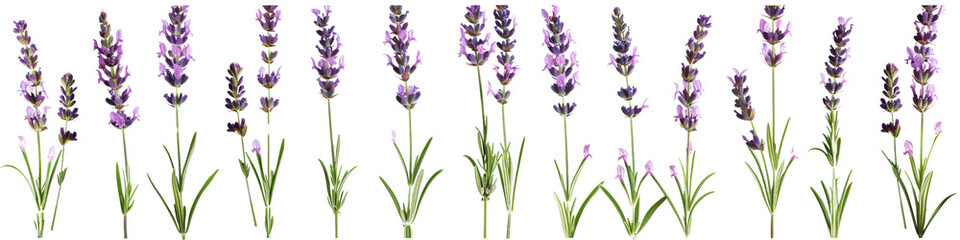 Naklejka premium Lavender Flowers in Grass and Field