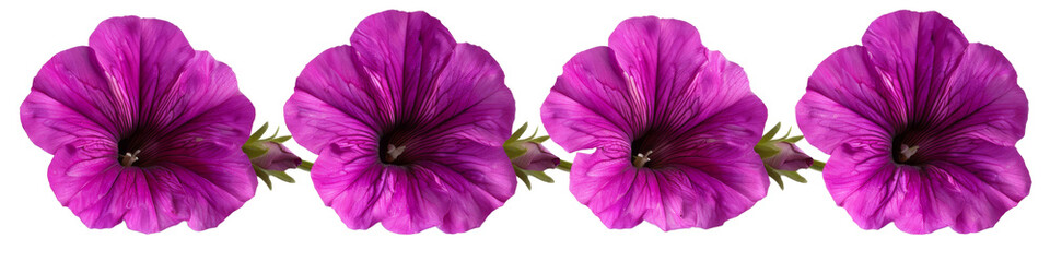 Naklejka premium Isolated Petunia flower on white background with violet petals, representing nature's beauty in a garden setting during summer and spring, close-up and in full bloom