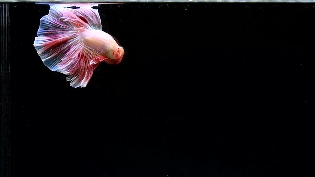 Betta fish Fancy Pink Vanda Halfmoon from Thailand, Siamese fighting fish on isolated Black background.