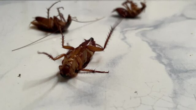 Cockroach insects die from poison. insects dying on the ceramic floor, insect pests in the house