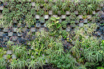 Vegetated wall or green wall. Medellin, Antioquia, Colombia.