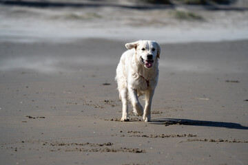 golden retriever on the beach