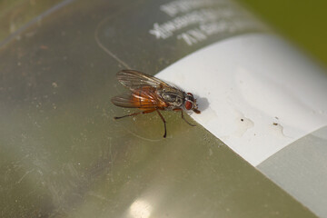 Female Root-Maggot Fly probably Mycophaga testacea on a transparent plastic pot. Tribe Pegomyini, subfamily Pegomyinae, family Root-Maggot Flies (Anthomyiidae). Spring, May. Dutch garden, Netherlands