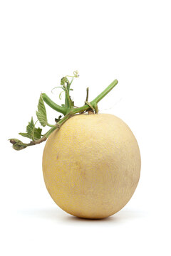 Close-up of a fresh whole Musk Melon (Cucumis melo) fruit. Isolated on a white background. 