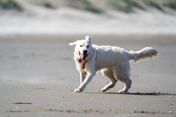 golden retriever on the beach