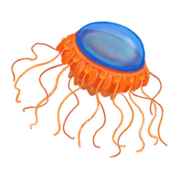 Atolla jelly fish