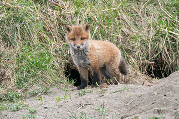 キタキツネの子供