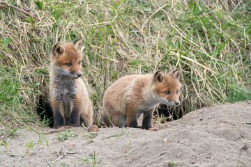 キタキツネの子供