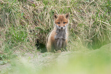 キタキツネの子供