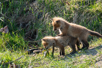 キタキツネの子供
