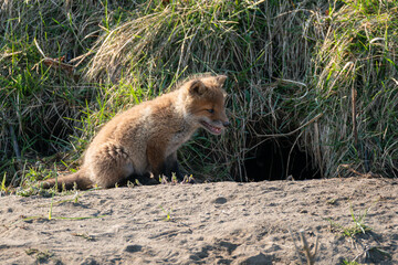 キタキツネの子供