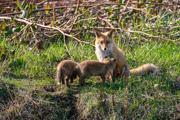 キタキツネの子供