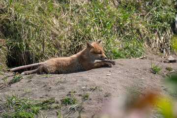 キタキツネの子供
