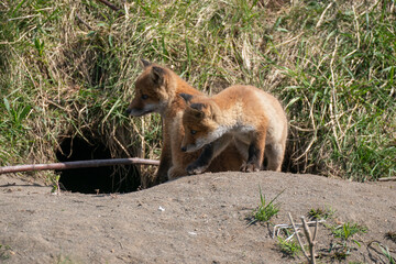キタキツネの子供