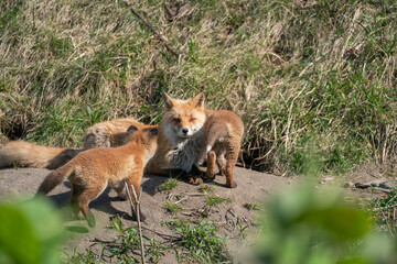 キタキツネの親子
