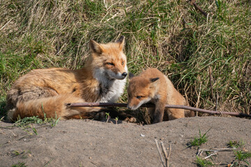 キタキツネの親子