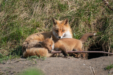 キタキツネの親子