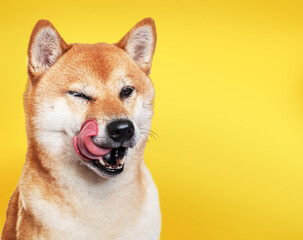 Portrait of Shiba Inu dog licking its face on yellow background.