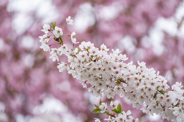 北海道の桜
