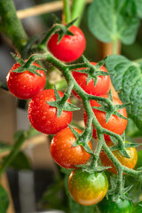 Cherry tomatoes covered with water drops on tomato plant close up.