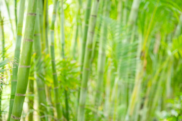 Bokeh green bamboo culms and leaves. Light green tropical summer pattern or background.