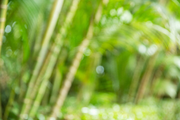 Bokeh green bamboo culms and leaves. Light green tropical summer pattern or background.