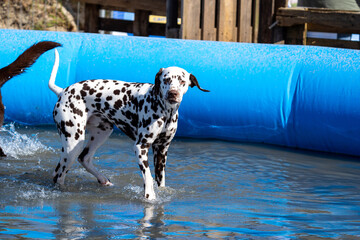 Dalmation dog at the beach in a swimming pool
