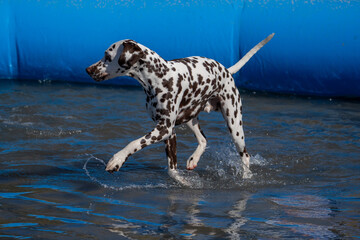 Dalmation dog at the beach in a swimming pool
