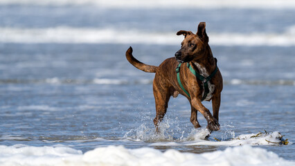 dog on the beach having fun