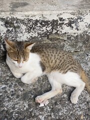 Animals,tigar,horse,butterfly,white,