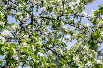 Radiant Apple Blossoms: A Symphony of Spring in Full Bloom
